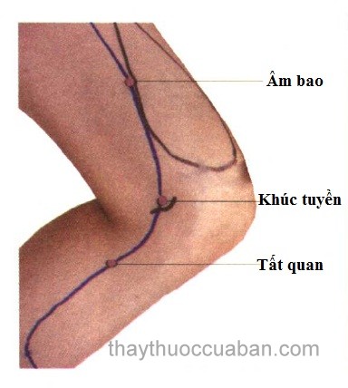 Vị trí huyệt âm bao