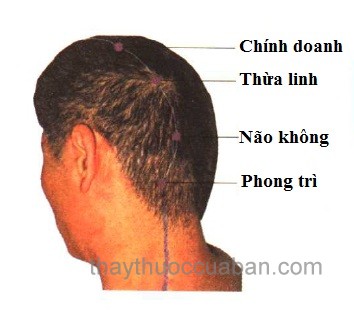 Vị trí huyệt phong trì