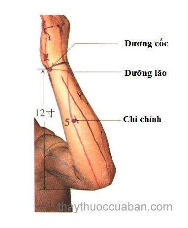 Vị trí huyệt chi chính