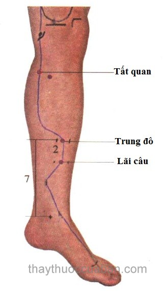 Vị trí huyệt Lãi câu