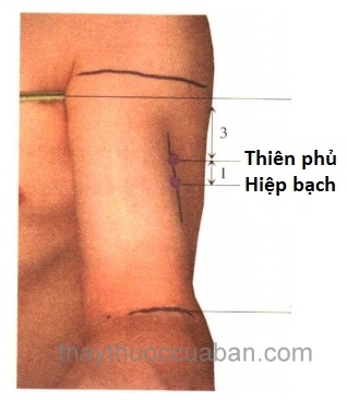 Vị trí huyệt Hiệp bạch