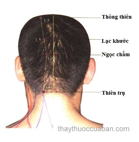 Vị trí huyệt Ngọc chẩm