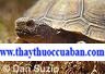 Plastrum Testudinis, Clemmys chinensis Tortoise, cao quy bản 