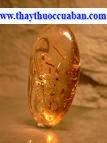 Succinus, Pinus Spp ,Amber, succinus , hổ phách , ho phach, hophach