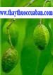 Kha tử, kha tu, khatu, Frutus chebulae, terminalia chebula retz