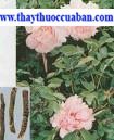 mãu đơn bì,mau don bi,maudonbi.: Cortex Moutan.Paeonia suffruticosa Andr 