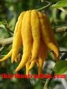 Phật thủ, phat thu, ructus citri Sarcodactylis, Citrus medica L var. Sarcodactylis Swingle