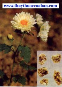  Cúc hoa, hoa cúc, cuc hoa, hoa cuc - vị thuốc,Chrysanthemum morifolium Ramat (Chrysanthemum sinese Sabine).