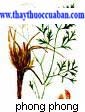 Phòng phong, Radix Ledebouriellae, Ledeboiriella divaricata (Turcz) Hirol