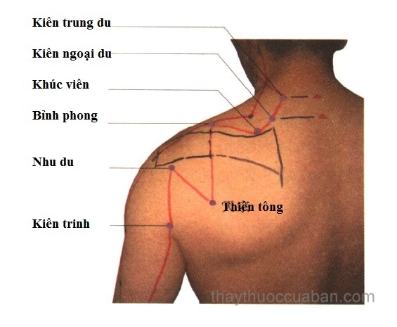 Vị trí huyệt thiên tông