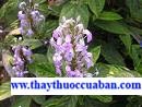 Bạch hạc, kiến cò, hình ảnh cây bạch hạc, vị thuốc bạch hạc