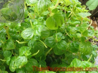 Hình ảnh cây càng cua, càng cua, rau càng cua