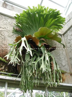 Hình ảnh cây lan ổ rồng