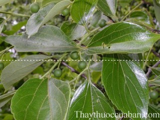Hình ảnh cây sếu, cây sếu