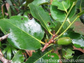 Hình ảnh cây thị dẻ, thị dẻ