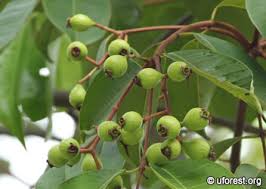 Trâm lào có tên khoa học là Syzygium laosensis (Gagnep.) 