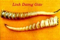  Linh dương giác, linh duong giac, linhduonggiac - vị thuốc,Cornu Antelopis. Họ Trâu Bò (Bovidae),Linh dương giác Cửu Vĩ Dương Giác, Thô Giác, Thô Dương Giác (Bản Thảo Cương Mục), Hàm Giác (Sơn Hải Kinh), Ma Linh Dương, Nậu Giác, Ngoan Dương Giác, Bàng Linh Dương, Cửu Vĩ Dương (Hòa Hán Dược Khảo), Sừng Dê Rừng (Dược Liệu Việt Nam).